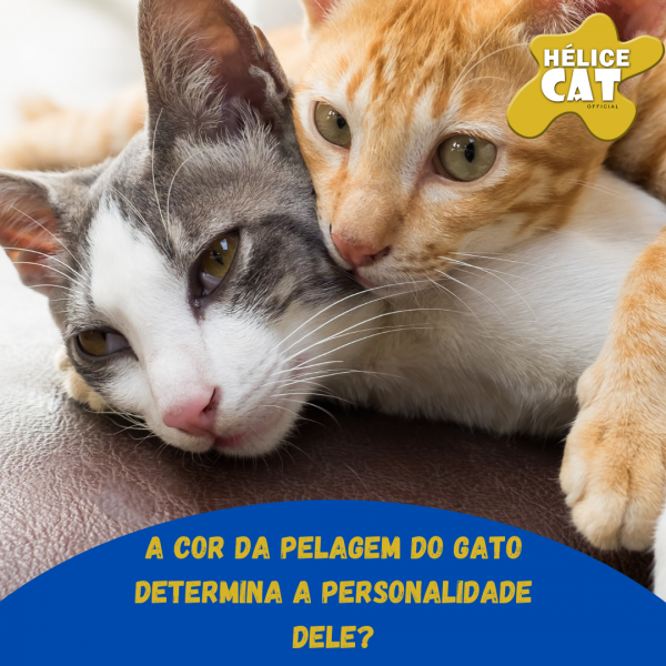 A Cor Da Pelagem Do Gato Determina A Personalidade Dele Veja O Que A