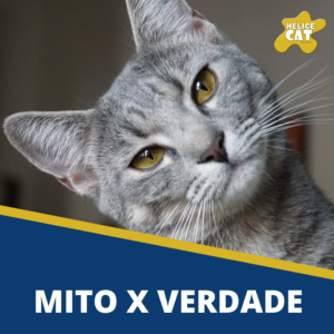 8 Curiosidades sobre gatos: verdade X mito - Blog Petz