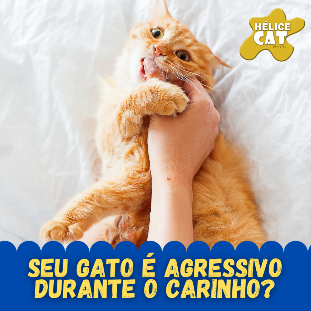 Seu Gato é agressivo durante o carinho?