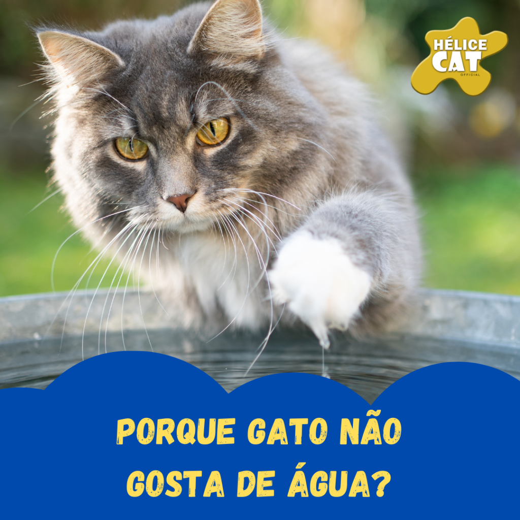 Porque Gato não gosta de água?