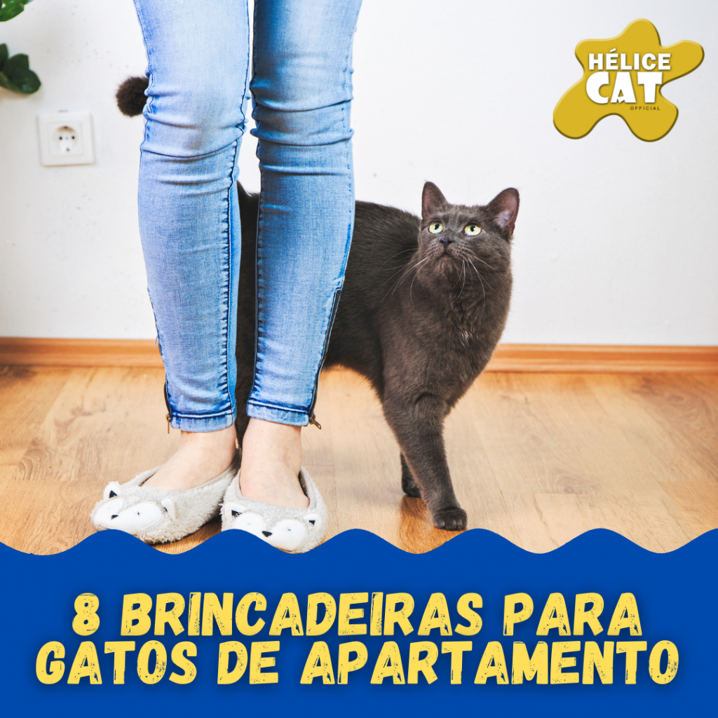 8 brincadeiras para gatos de apartamento