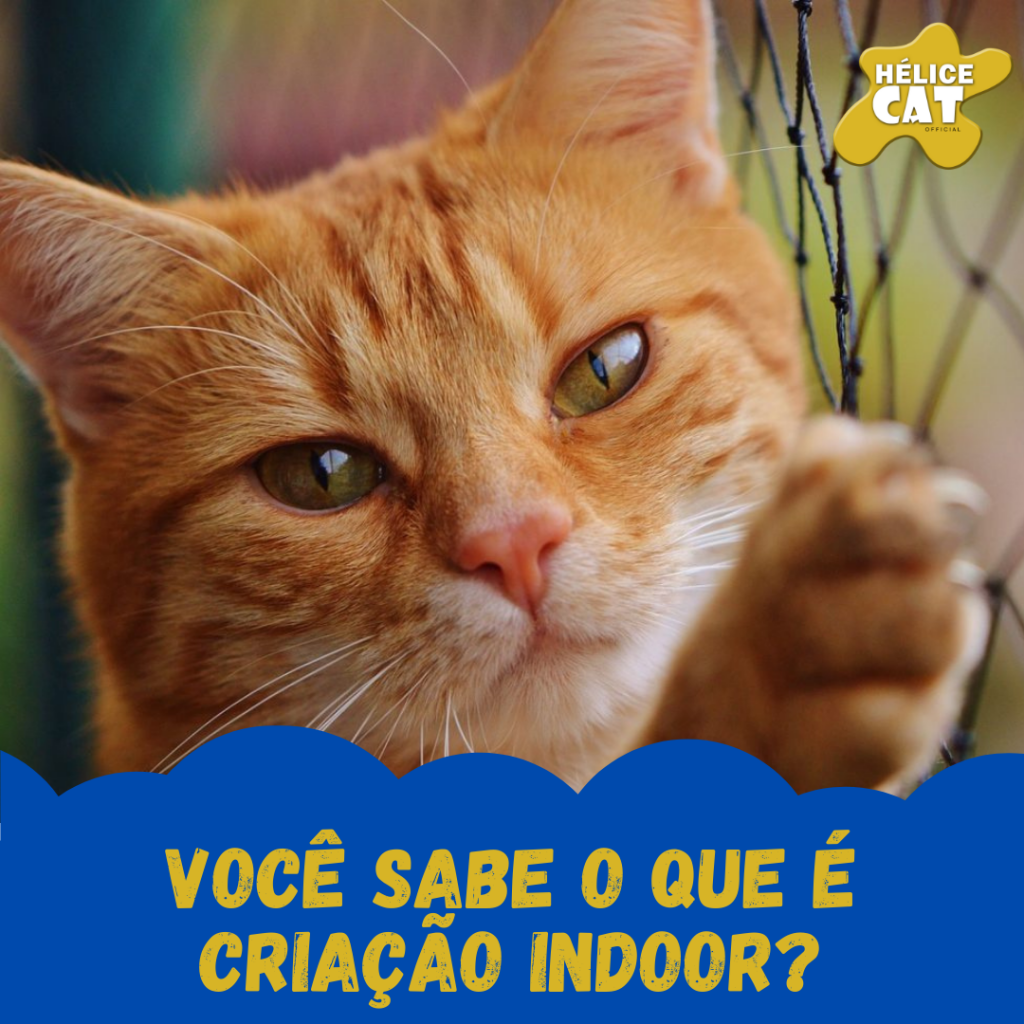 Você sabe o que é criação indoor?