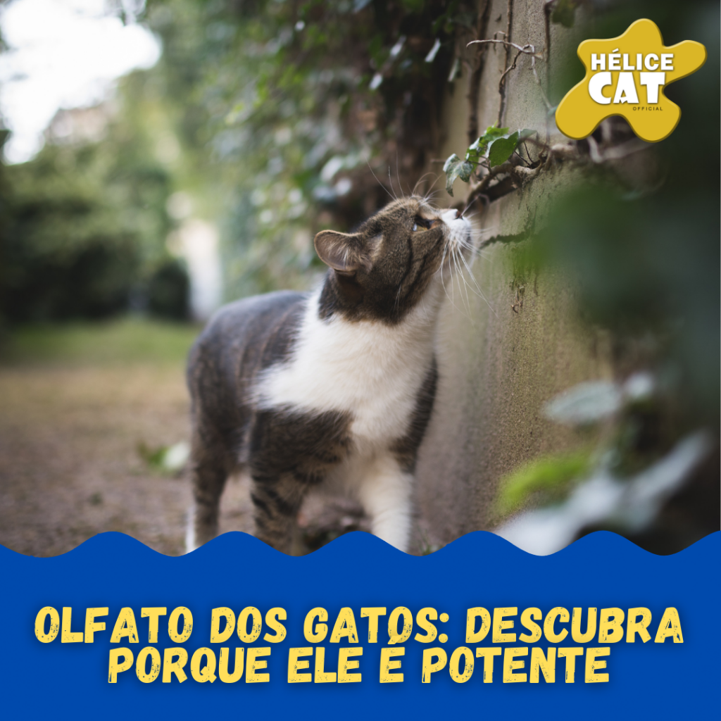 Olfato dos gatos: descubra porque ele é potente