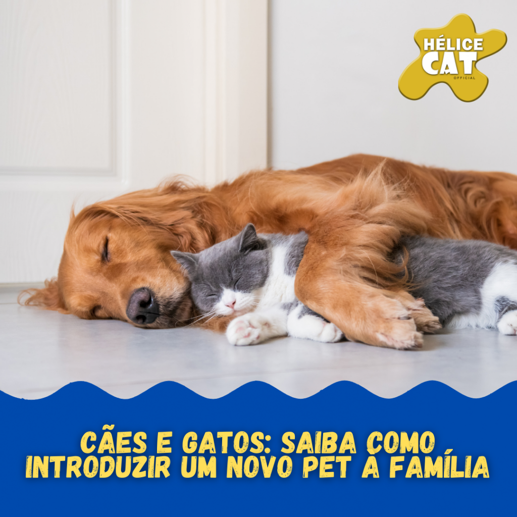 Cães e gatos: saiba como introduzir um novo pet à família