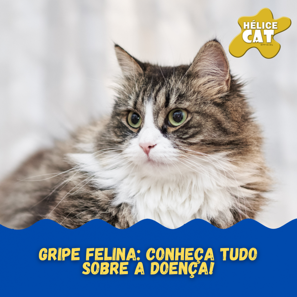 Gripe felina: conheça tudo sobre a doença!